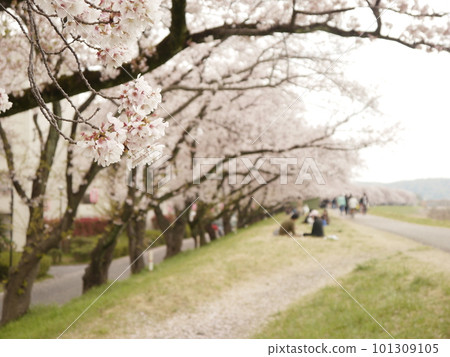 堤岸邊的櫻花樹（福生市多摩川堤岸邊） 101309105
