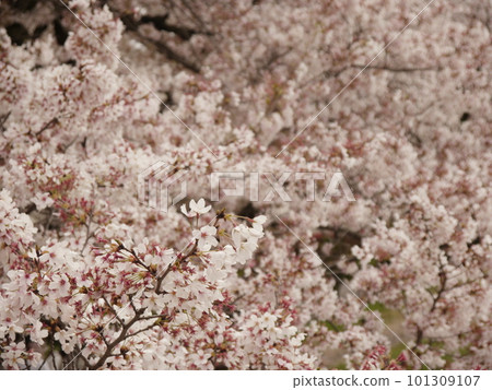 Cherry blossoms blooming on the banks of the Tama River (Fussa) Cherry blossoms blooming on the banks of the Tama River (Fussa) 101309107