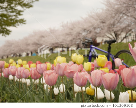 Tulips with tulips and cherry blossoms in the background (Fussa) Tulips with tulips and cherry blossoms in the background (Fussa) 101309108