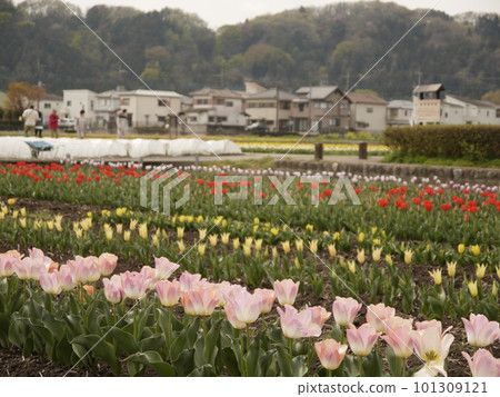 Tulip field using paddy field (Tokyo Hamura, Negaramimae paddy field) 101309121
