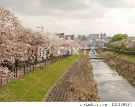 A promenade along the Kodagawa River with cherry blossoms in full bloom (Tama, Tokyo) 101309125