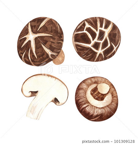 Watercolor Shiitake mushroom. Hand-drawn illustration isolated on white background. Perfect concept for healthy chinese medicine popular superfood, design packing. Watercolor Shiitake mushroom. Hand-drawn illustration isolated on white background. Perfect concept for healthy chinese medicine popular superfood, design packing. 101309128