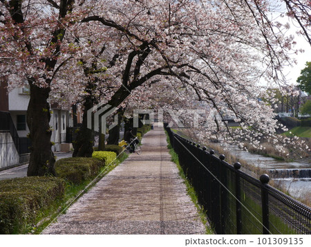 Scenery with a tunnel of cherry blossoms in full bloom and a river (Tokyo Tama, Godagawa) 101309135