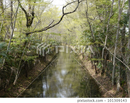 A bridge over a stream in the forest (Tamagawa Aqueduct: Fussa) A bridge over a stream in the forest (Tamagawa Aqueduct: Fussa) 101309143
