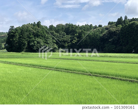 Japan's idyllic countryside rice farming scenery 101309161