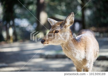 Deer in Nara Park 101309189