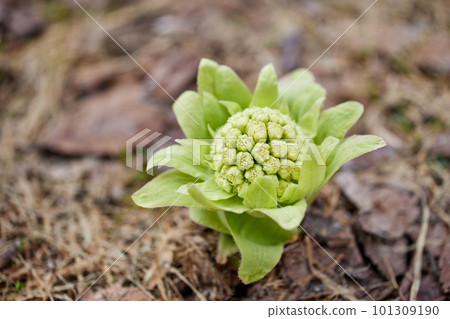 Fuquinot told spring 101309190