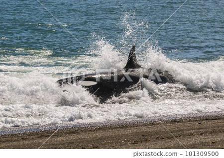 Killer whale stranding on the beach, Peninsula valdes, Patagonia Argentina 101309500