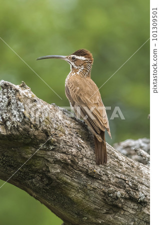 Scimitar-billed Woodcreeper, Calden forest, La Pampa, Argentina. Scimitar-billed Woodcreeper, Calden forest, La Pampa, Argentina. 101309501