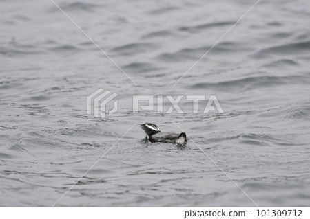 在琵琶島附近游泳的日本鮎魚 在琵琶島附近游泳的日本鮎魚 101309712