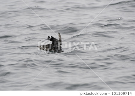 Japanese Murrelet flapping its wings near Biwajima Island 101309714