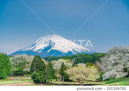 (靜岡縣)裾野全景路沿線的大島櫻花和富士山 (靜岡縣)裾野全景路沿線的大島櫻花和富士山 101309788