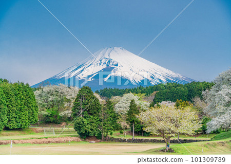 (靜岡縣)裾野全景路沿線的大島櫻花和富士山 (靜岡縣)裾野全景路沿線的大島櫻花和富士山 101309789