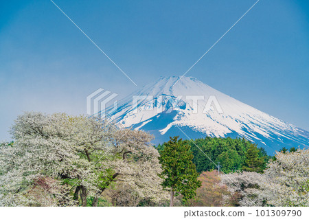(Shizuoka Prefecture) Oshima cherry blossoms and Mt. Fuji along Susono Panorama Road 101309790