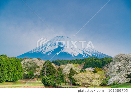 （靜岡縣）裾野全景路沿線的大島櫻花和富士山 101309795