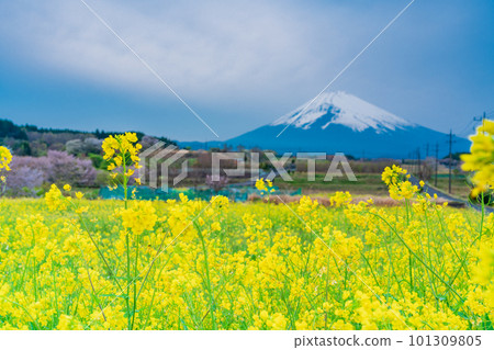 (靜岡縣)裾野市全景路的油菜花田上空的富士山 (靜岡縣)裾野市全景路的油菜花田上空的富士山 101309805