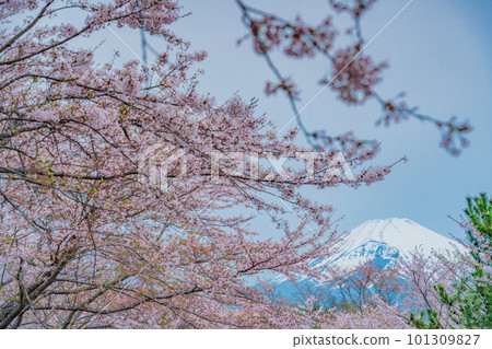 （靜岡縣）裾野全景路沿線的櫻花和富士山 101309827