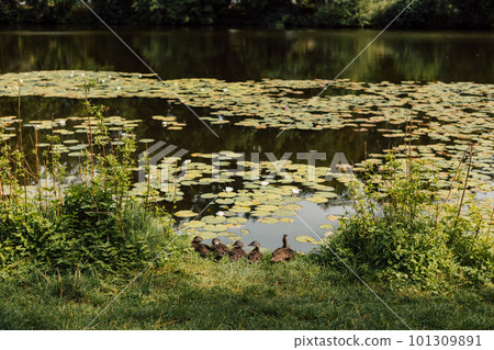 Little ducklings sit by the lake on a sunny day. 101309891