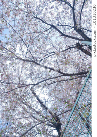 櫻花在公園裡 101310230