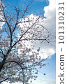 櫻花和天空 101310231