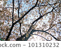 春季 101310232
