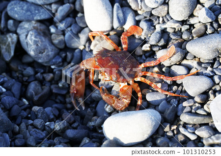 A species of the blue crab family, probably red-spotted crab A species of the blue crab family, probably red-spotted crab 101310253