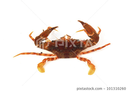 藍蟹科的一種,可能是紅斑蟹 藍蟹科的一種,可能是紅斑蟹 101310260