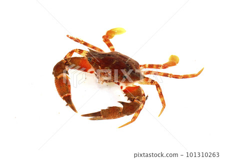 A species of the blue crab family, probably red-spotted crab A species of the blue crab family, probably red-spotted crab 101310263