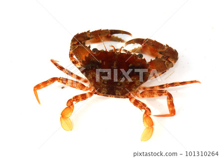 藍蟹科的一種,可能是紅斑蟹 藍蟹科的一種,可能是紅斑蟹 101310264