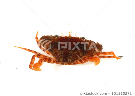 藍蟹科的一種,可能是紅斑蟹 藍蟹科的一種,可能是紅斑蟹 101310271