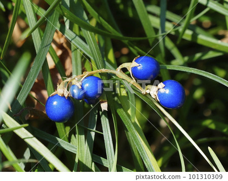 Fruit of janohige 101310309