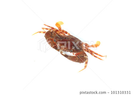 A species of the blue crab family, probably red-spotted crab A species of the blue crab family, probably red-spotted crab 101310331