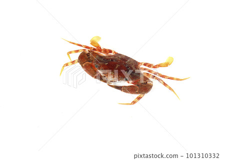 A species of the blue crab family, probably red-spotted crab A species of the blue crab family, probably red-spotted crab 101310332