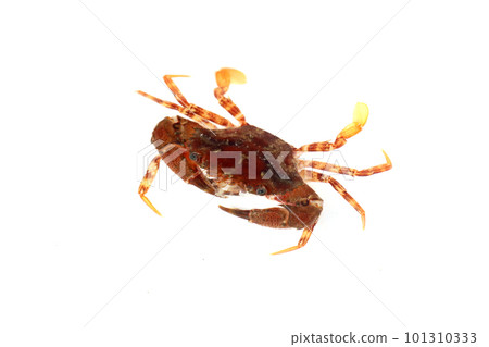 A species of the blue crab family, probably red-spotted crab A species of the blue crab family, probably red-spotted crab 101310333