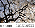 Honmanji weeping cherry tree 101310533
