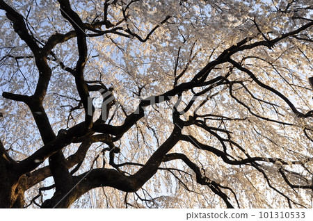 Honmanji weeping cherry tree Honmanji weeping cherry tree 101310533