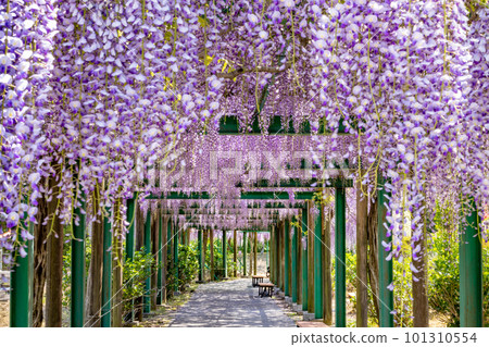 Koya Hanamiyama wisteria flowers Koya Hanamiyama wisteria flowers 101310554