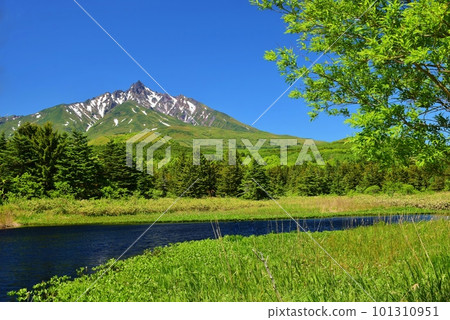 Minamihama Marsh covered in fresh greenery and Mt. Rishiri with remaining snow 101310951