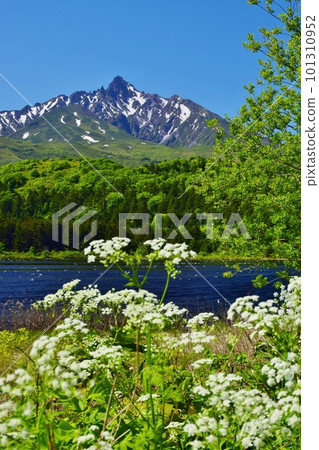Minamihama Marsh covered in fresh greenery and Mt. Rishiri with remaining snow 101310952