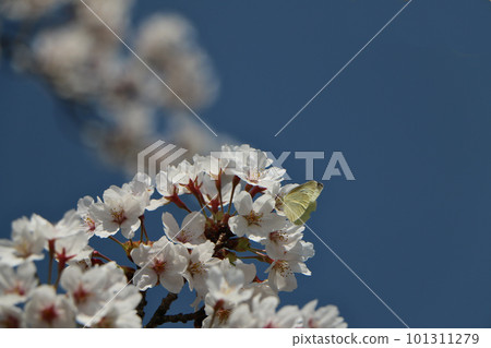 A butterfly perched on a cherry blossom that shines in the blue sky A butterfly perched on a cherry blossom that shines in the blue sky 101311279