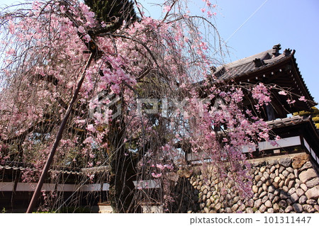 Weeping cherry blossoms at Kongo-ji Temple in full bloom (3) 101311447