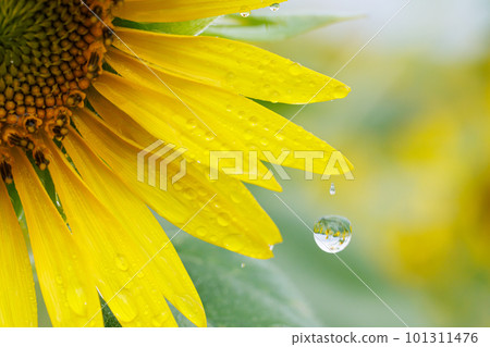 Sunflower drops 101311476