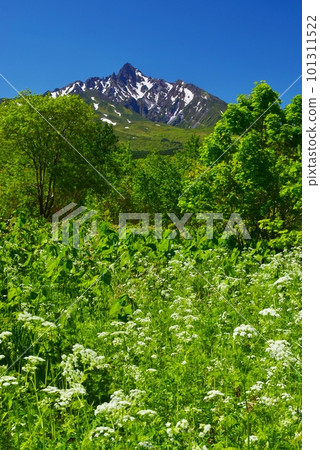 Mt. Rishiri surrounded by fresh greenery, summer scenery 101311522