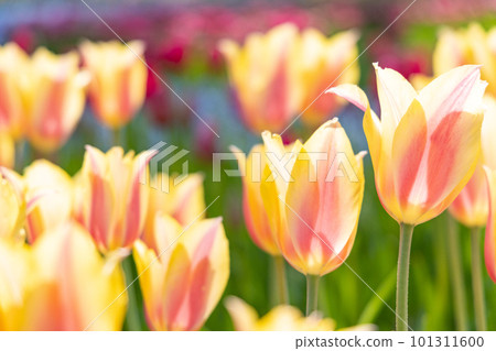 Tulip of the state-run Hitachi Beach Park 101311600