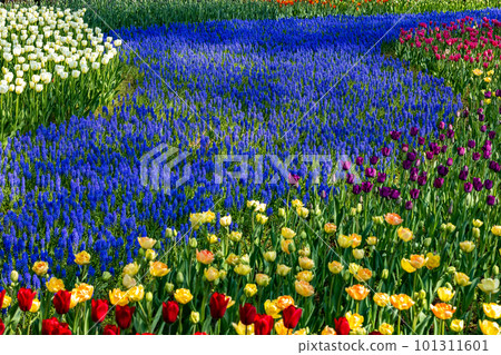 Tulip of the state-run Hitachi Beach Park 101311601