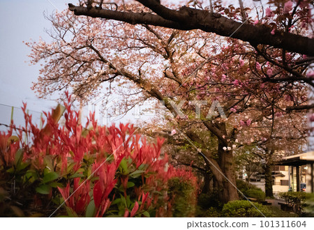 Sakuratsutsumido Street的櫻花和紅石楠的紅葉 101311604