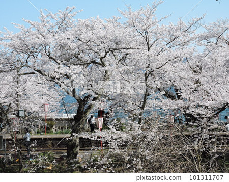 能登櫻花站櫻花與海 101311707