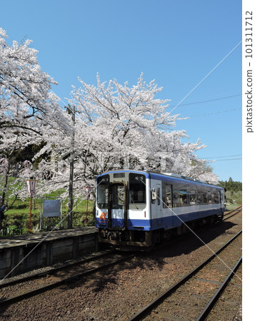 能登櫻花站櫻花和電車 101311712