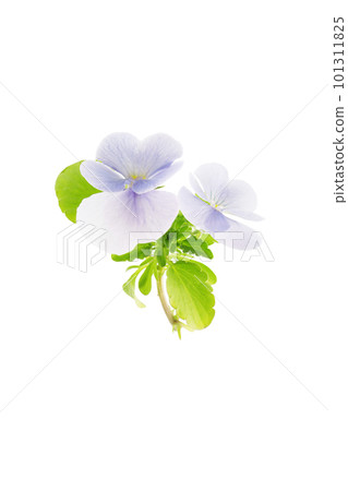 淺藍色紫羅蘭，春天的花朵 101311825