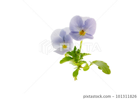 淺藍色紫羅蘭，春天的花朵 101311826